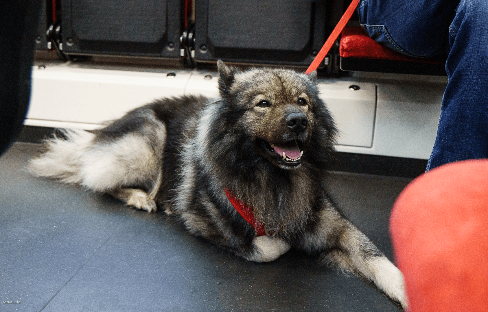 Q fährt mit der Bahn zum Tierarzt!